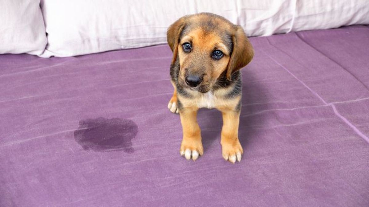 repelentes caseros para perros 2