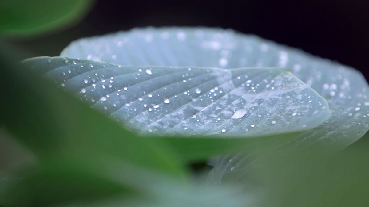 bBrico 953 3 cinta cobre plaga caracoles hostas hoja azul