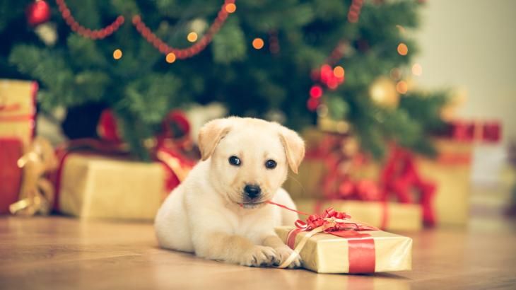 Los perros no pueden comer chocolate, ni siquiera en pequeñas cantidades.