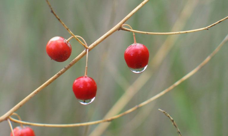 Cómo cultivar la esparraguera   semillas