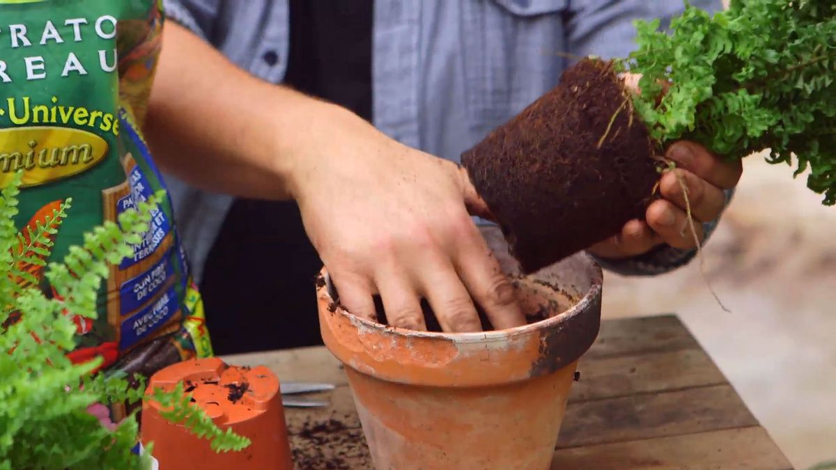 brico 930 3 variedades helechos nephrolepis trasplante