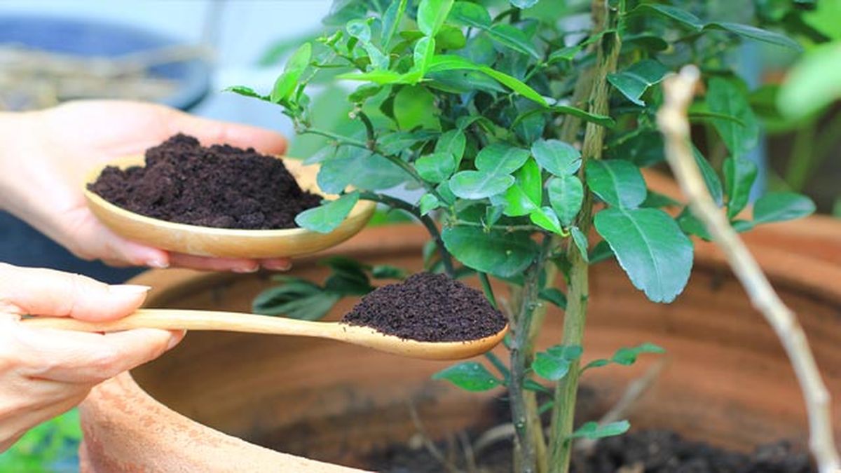 como reciclar los restos de cafe abono plantas