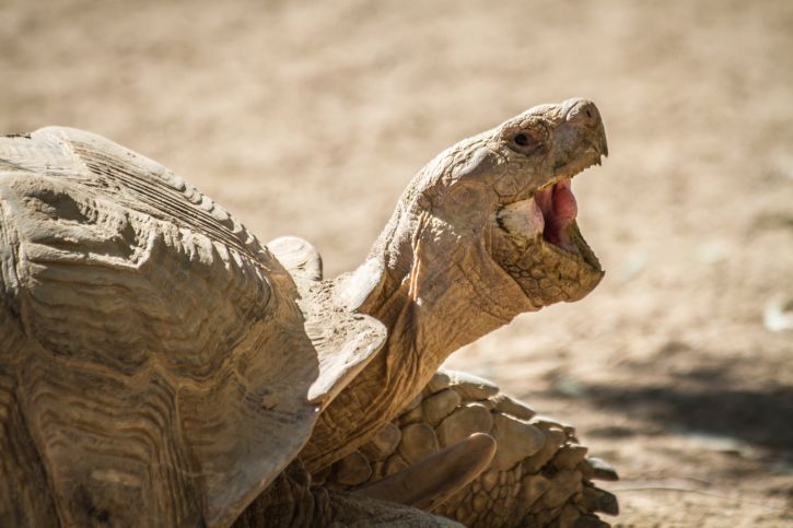 Tortuga bostezando