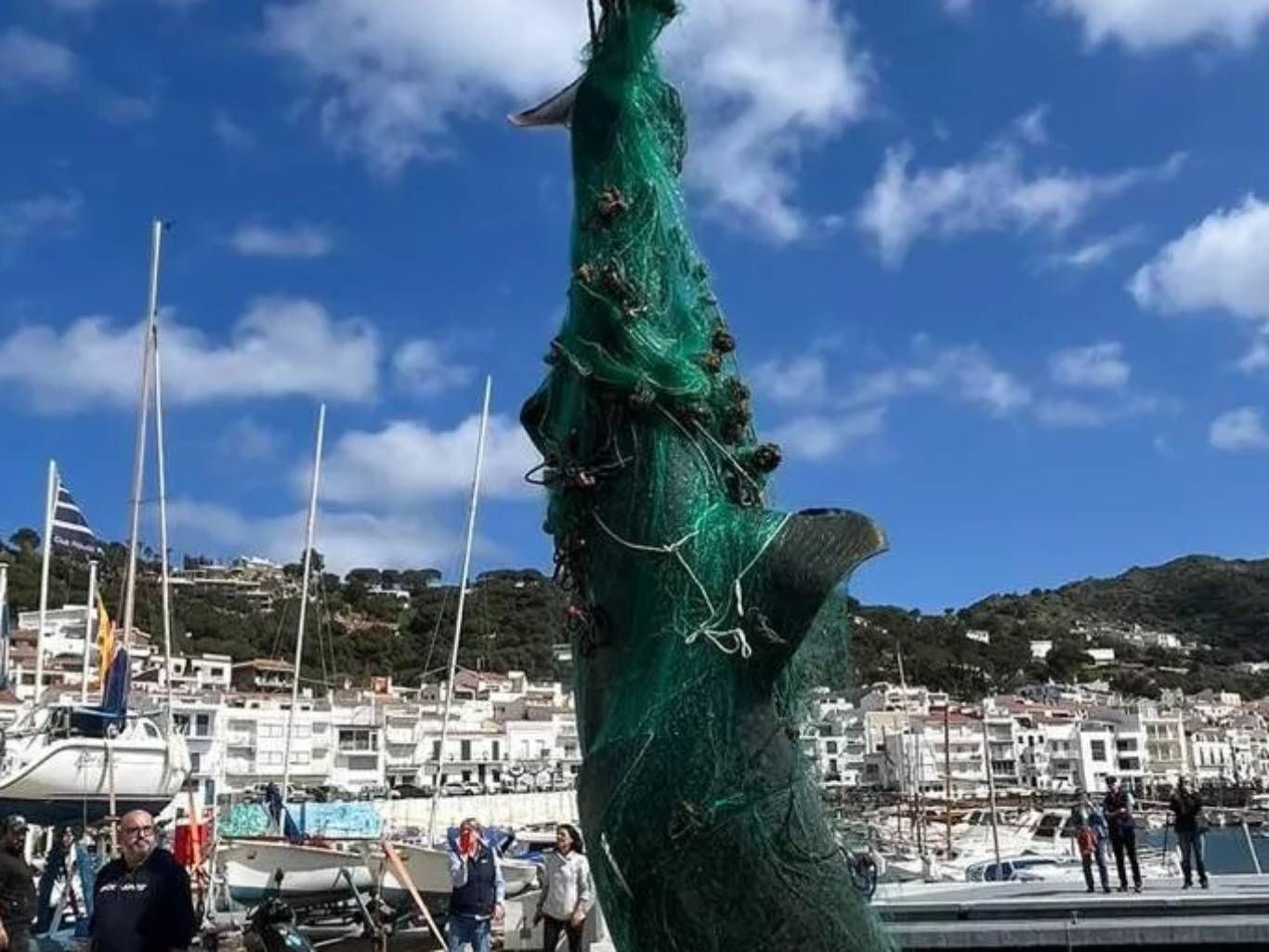 El tiburón peregrino es un animal del todo inofensivo para el ser humano.