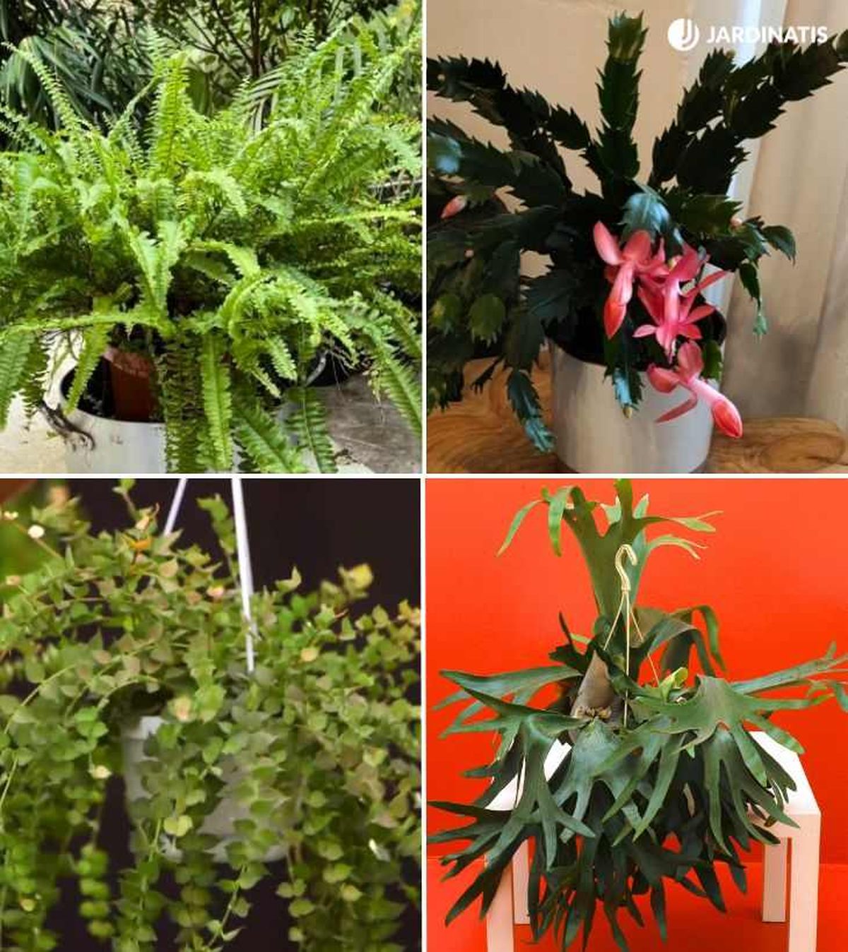 De arriba a abajo: Nephrolepis exaltata, Schlumbergera x Buckleyi, Dischidia ruscifolia y Platycerium bifurcatum