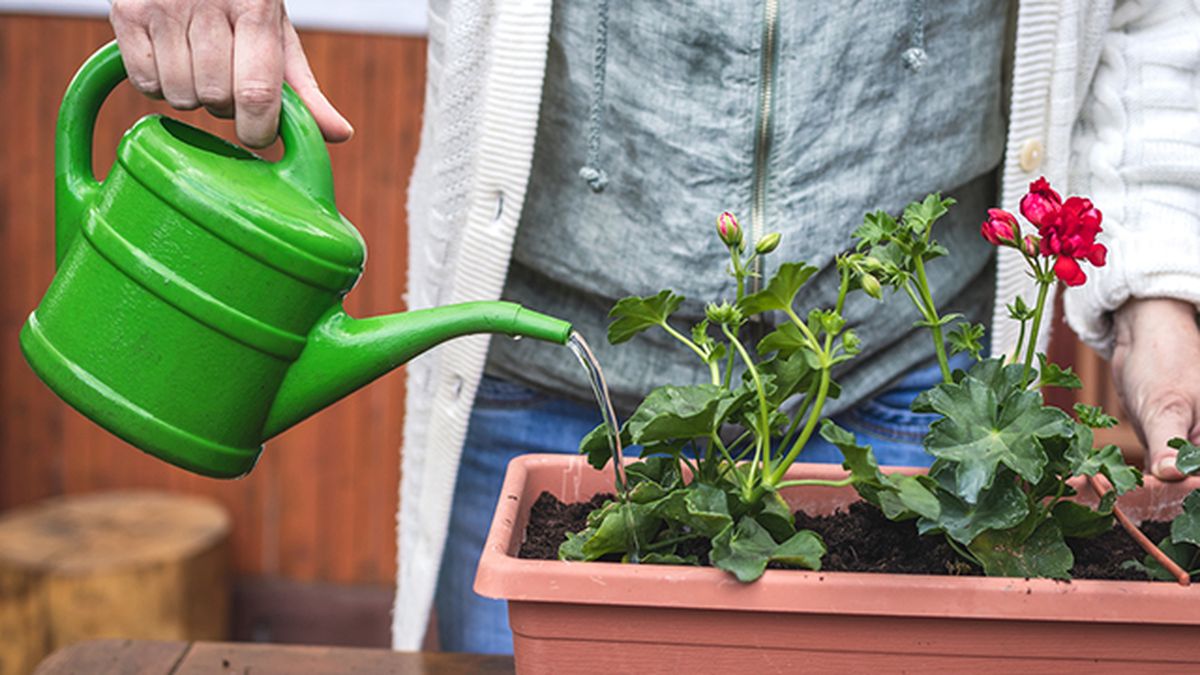 abono en el riego de los geranios