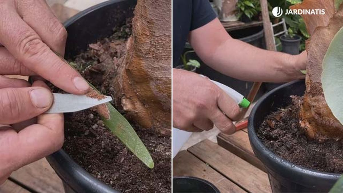 reproduccion por esporas helecho cuerno de alce jardinatis