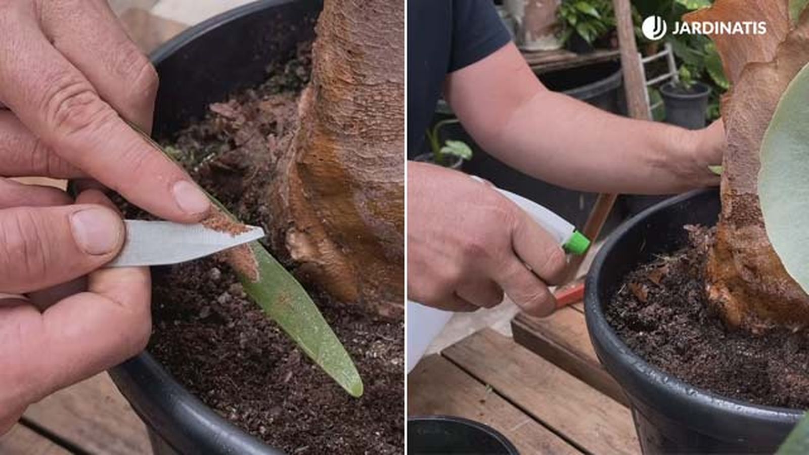 reproduccion por esporas helecho cuerno de alce jardinatis
