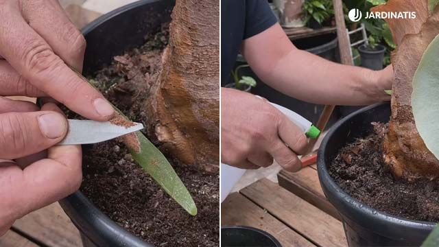reproduccion por esporas helecho cuerno de alce jardinatis