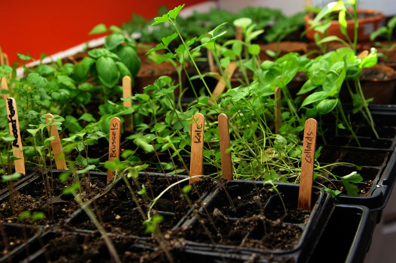 Cómo hacer semilleros