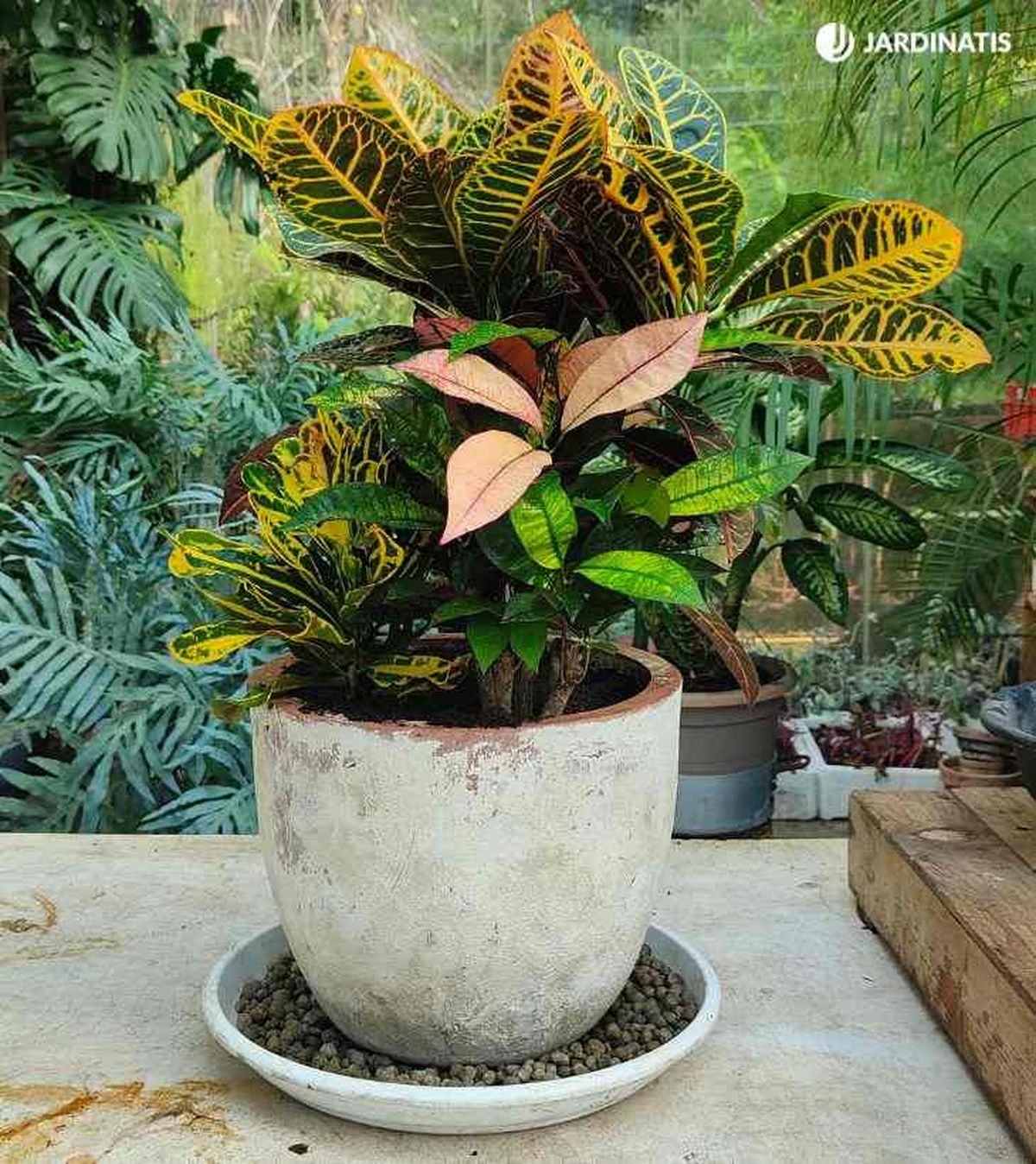 composicion con variedades croton