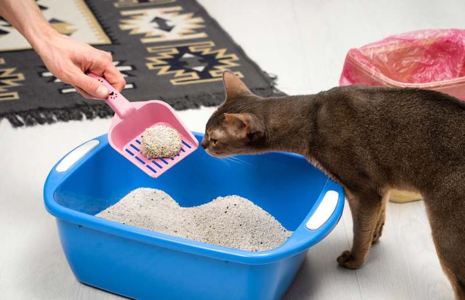Es fundamental recoger los desechos del gato a diario