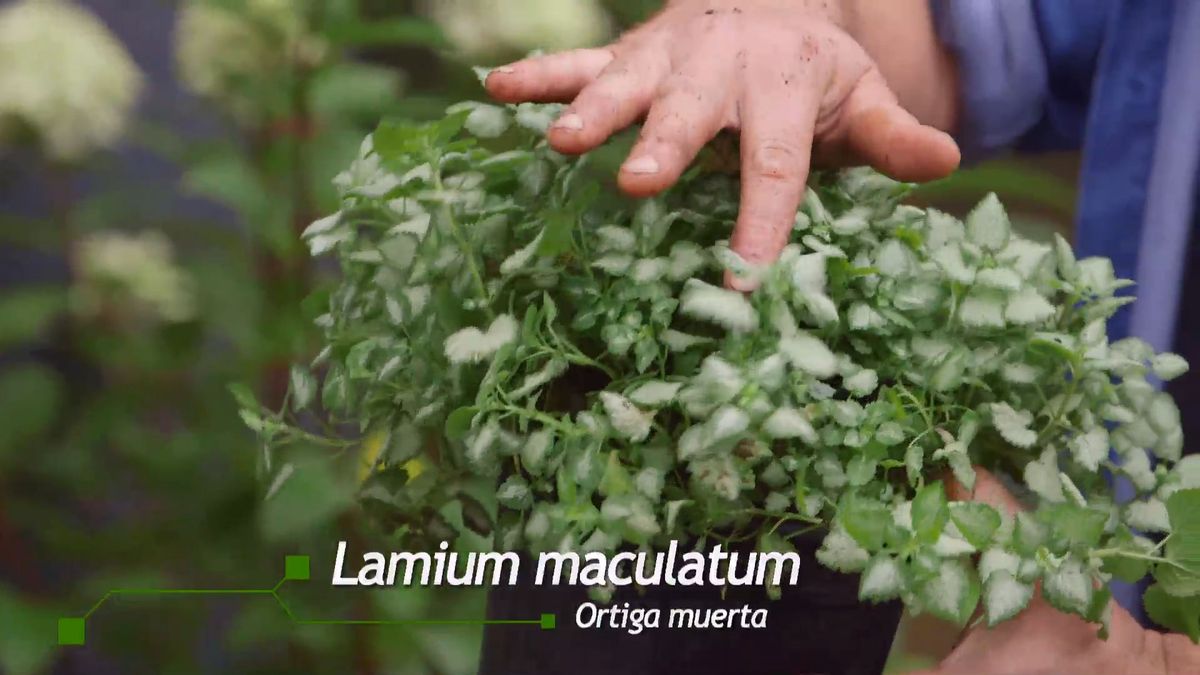 brico 0927 3 jardinera tela lamium