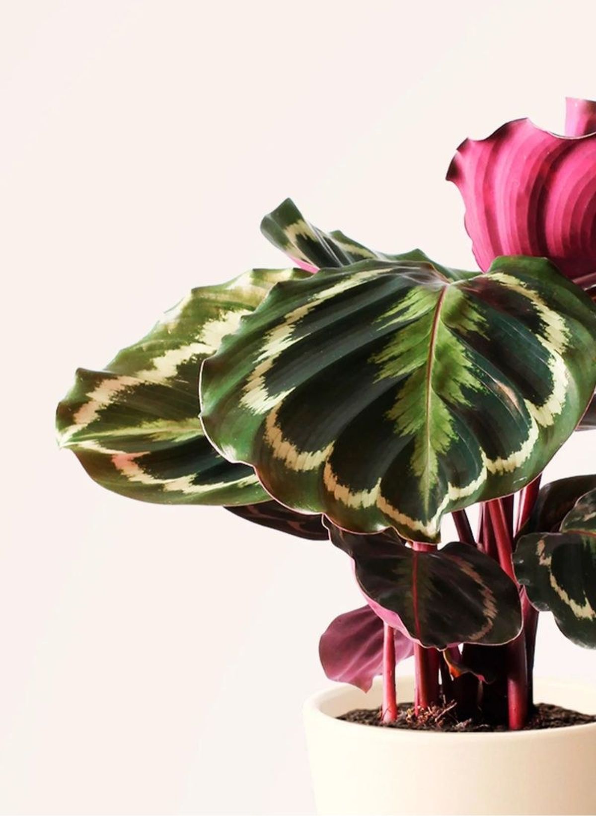 Calathea Medallion