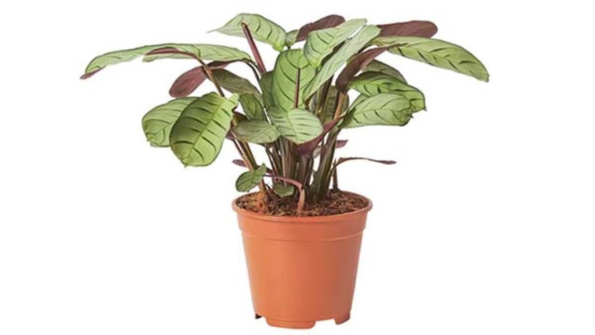 Ctenanthe amagris ikea