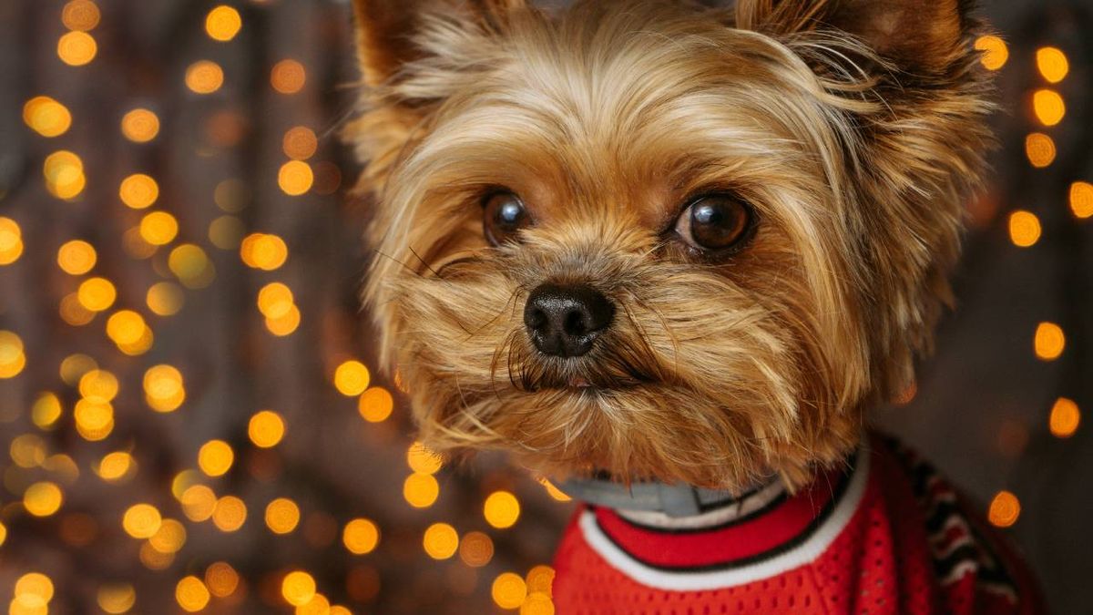 collares led perro xl