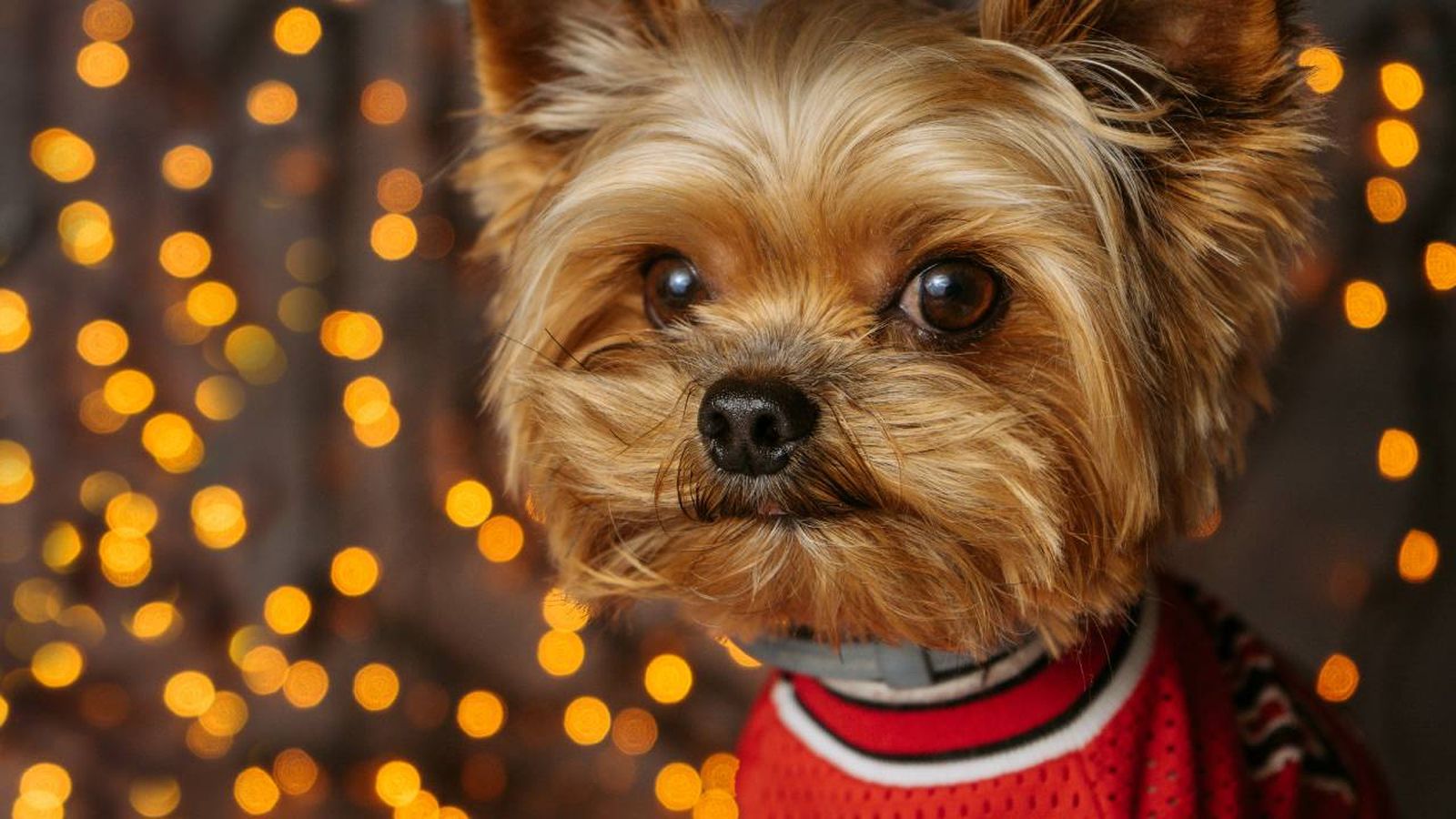 collares led perro xl