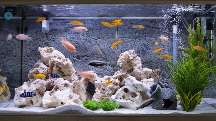 como duermen los peces 8