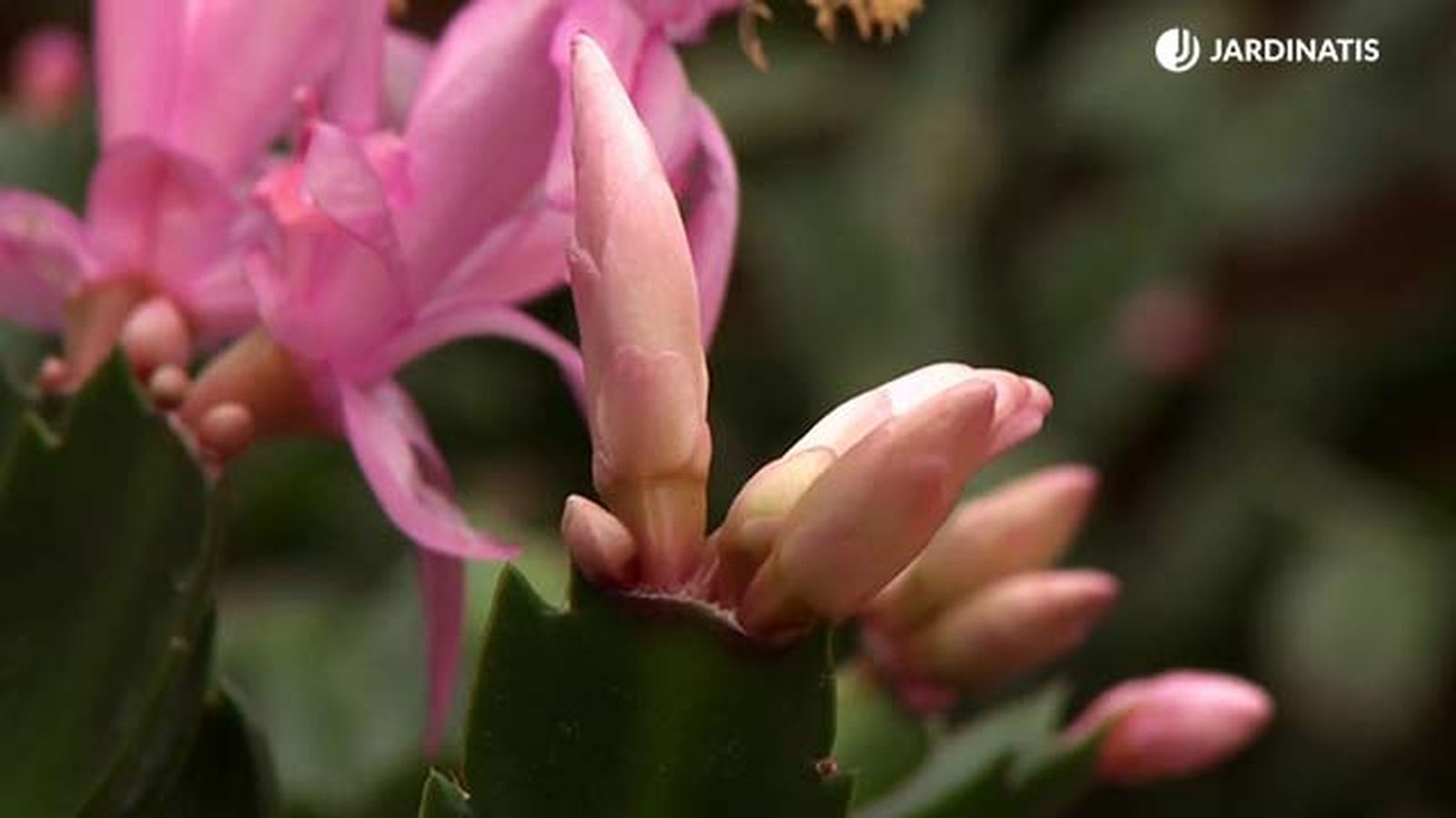 Capullos florales del cactus de Navidad
