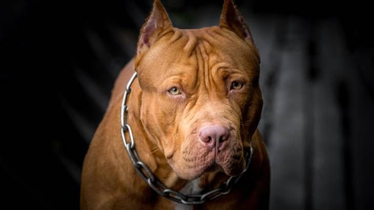 pitbull terrier