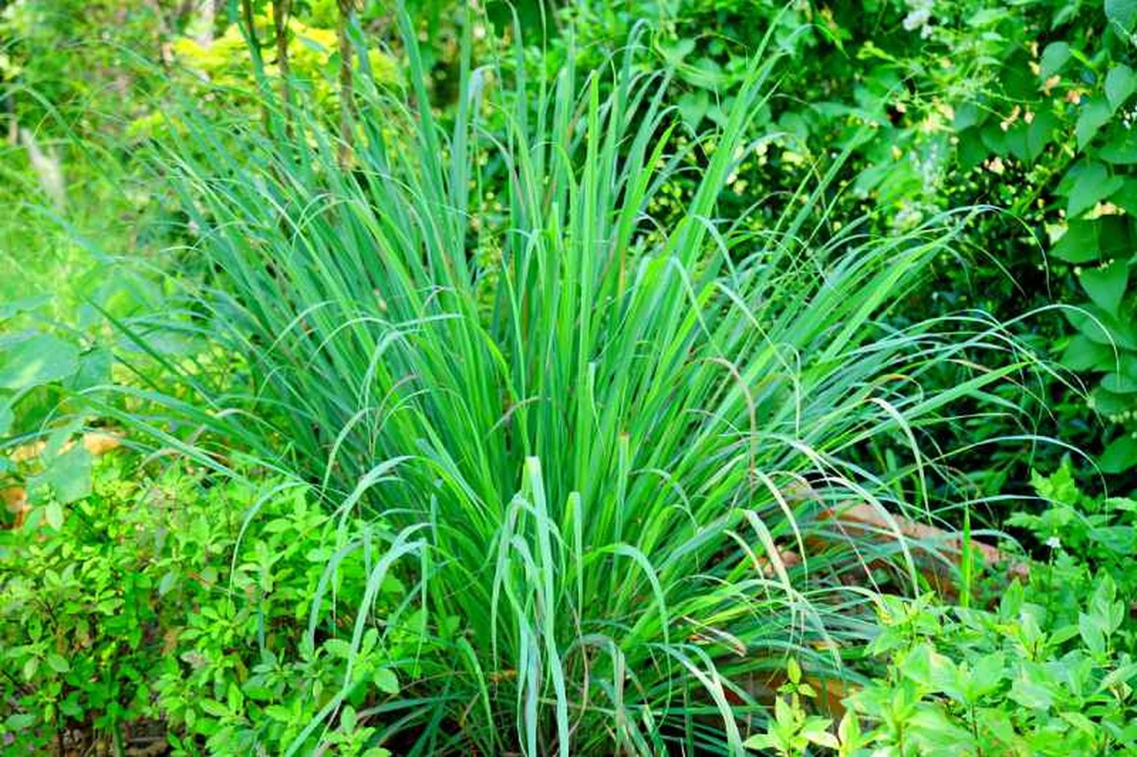 Cymbopogon citratus