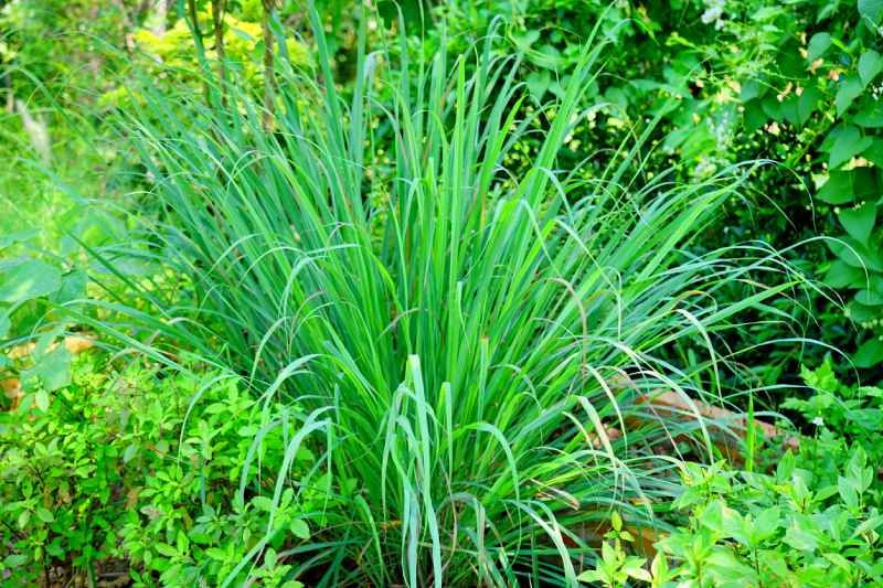 Cymbopogon citratus