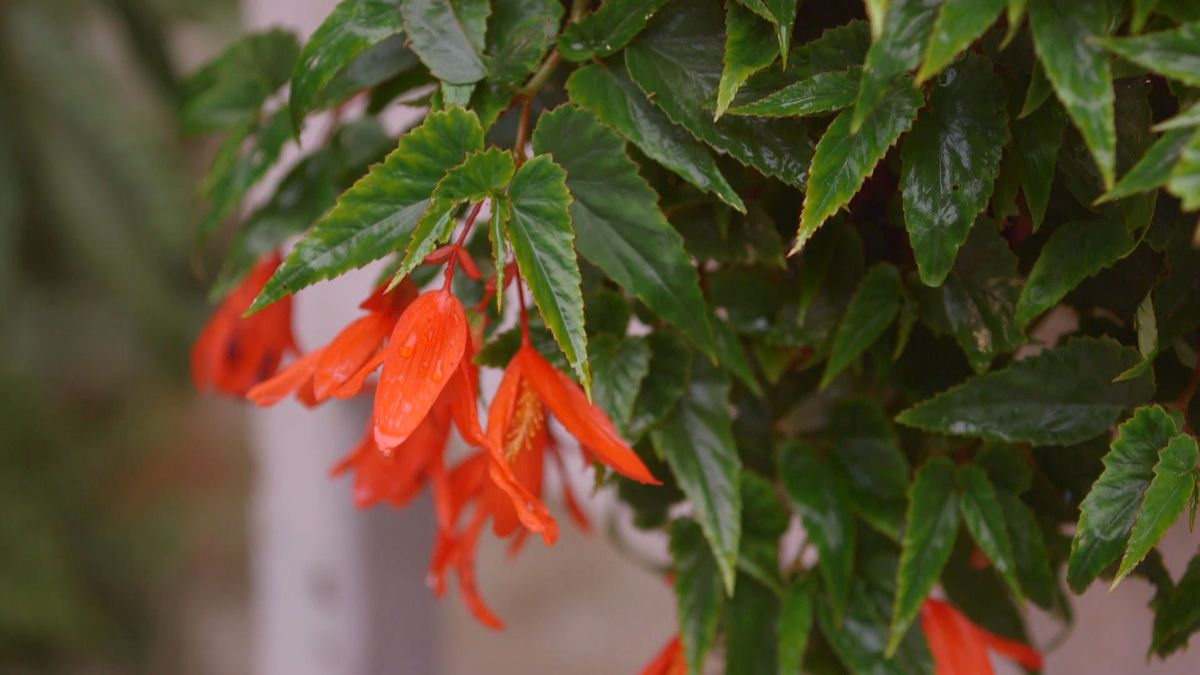 brico 928 3 begonia luxurians begonia pendula