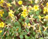 106 oxalis p3