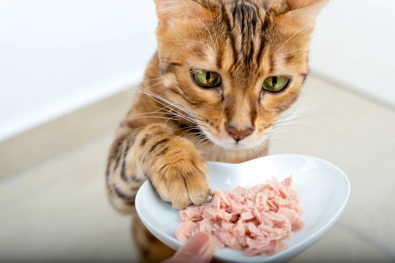 Lo mejor es proponer a tu pequeño peludo una dieta que combine la comida húmeda con la comida seca.