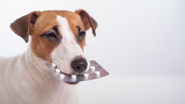 ansioliticos tranquilizantes perros pastilla