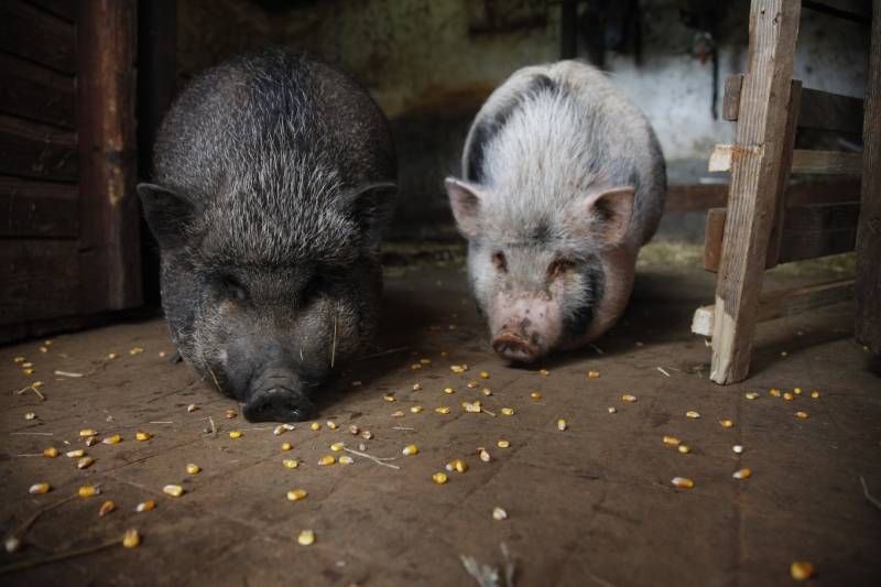 Suelen alcanzar un tamaño de unos 50 centímetros y un peso de unos 40-130 kg.