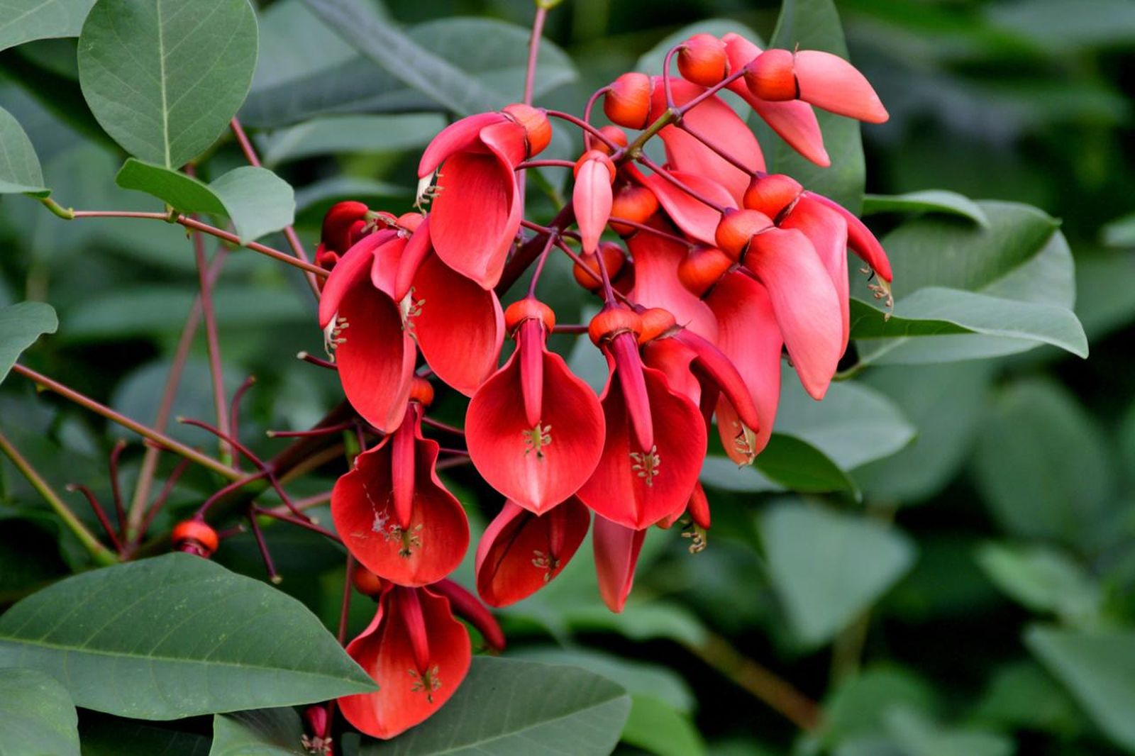 Erythrina crista galli o ceibo.