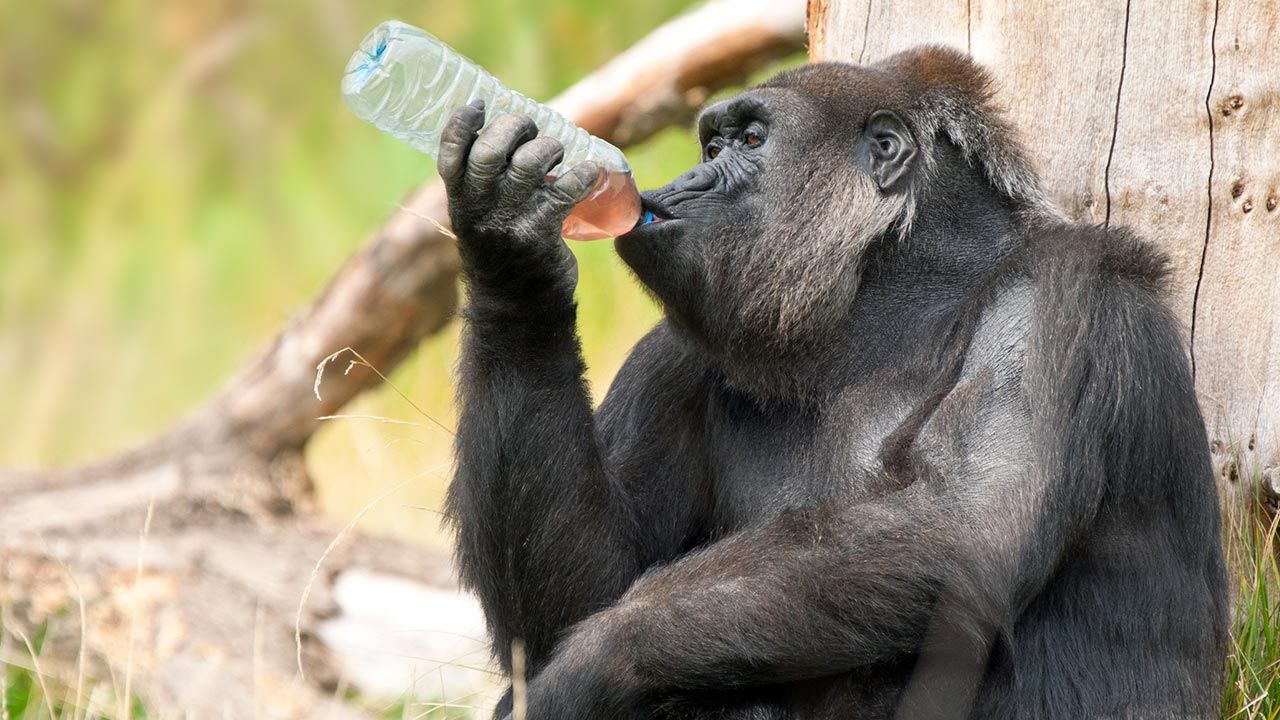 monos alcoholicos 3