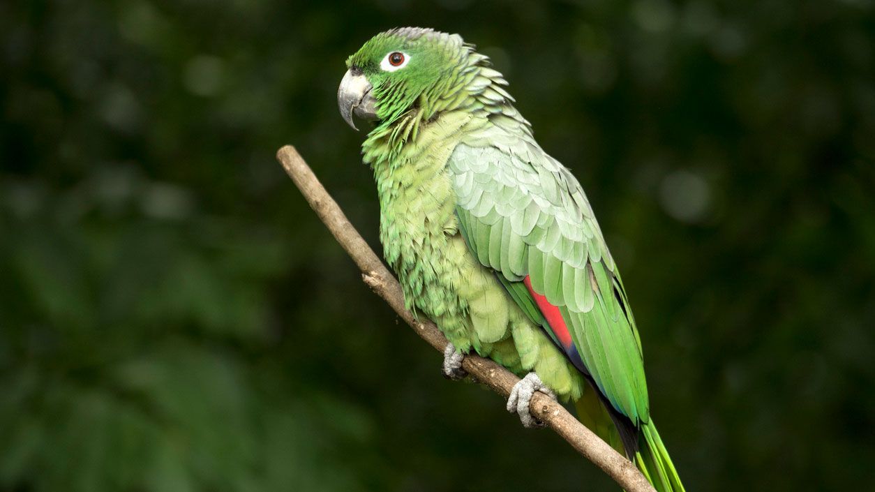 loro