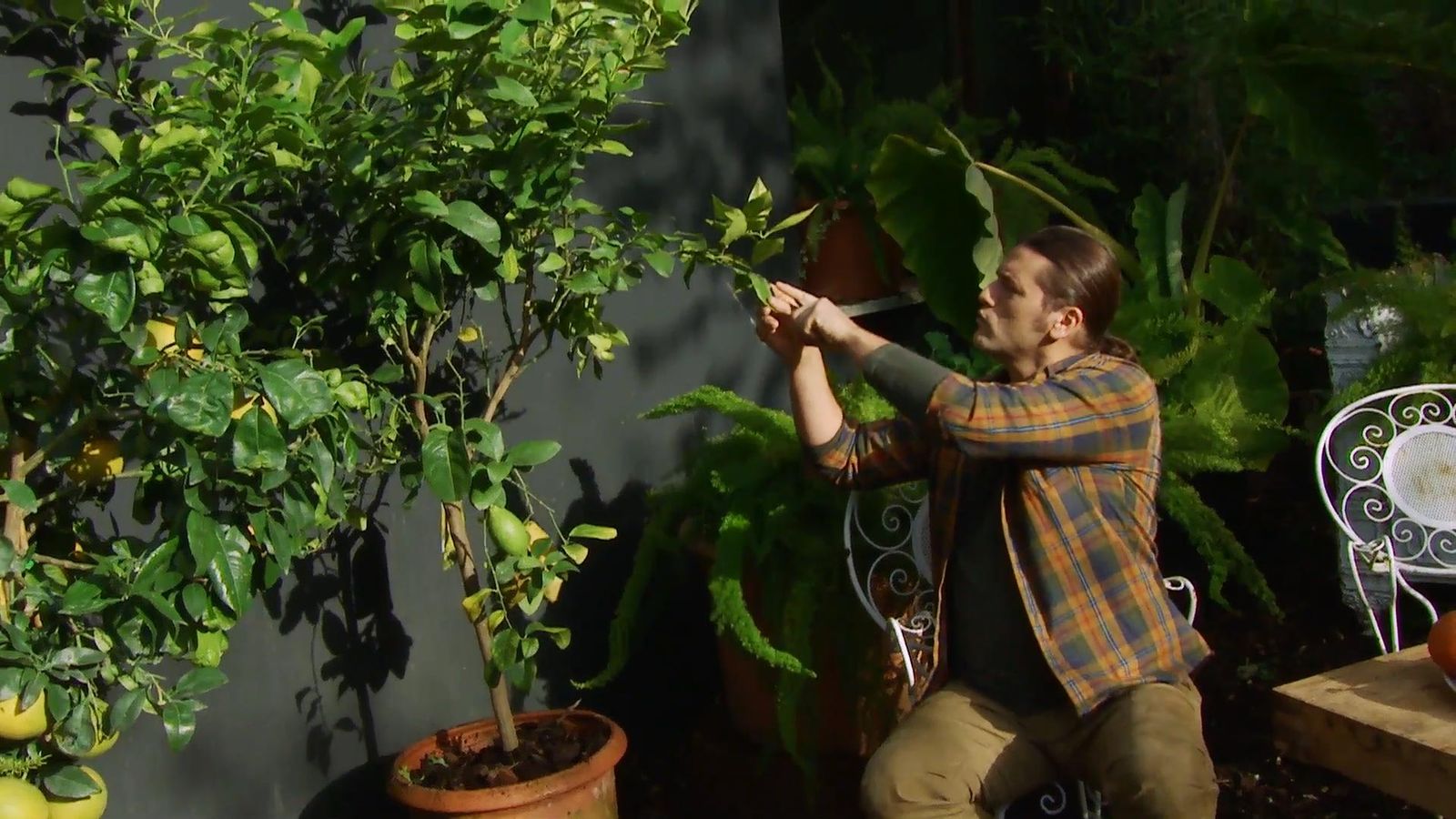 DEKO_JARDIN_638_Limonero con plaga de cochinilla inigo