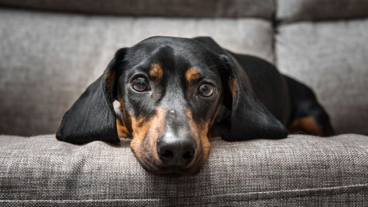 verrugas en perros 6