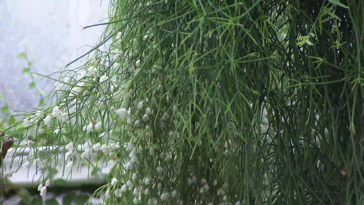 deco 765 jardin nuevas variedades de rhipsalis flores blancas