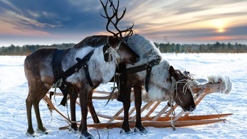 Es un animal que cada año realiza largas migraciones (más de 5.000 km)
