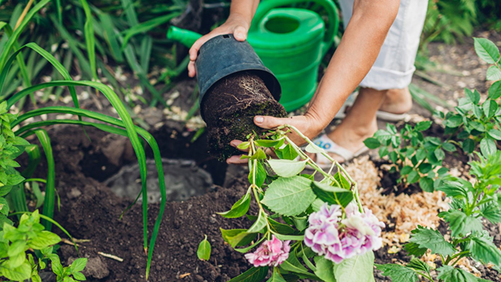 plantar hortensias en el jardin
