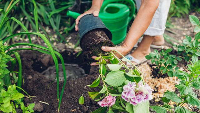 plantar hortensias en el jardin