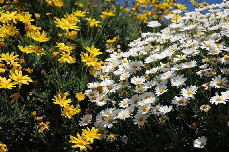 El amarillo combina muy bien con blancos