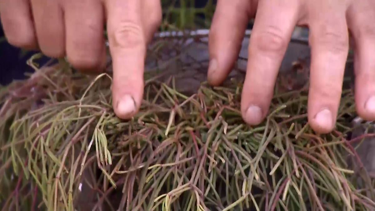 Con el sol directo, los tallos adquieren una tonalidad amarilla
