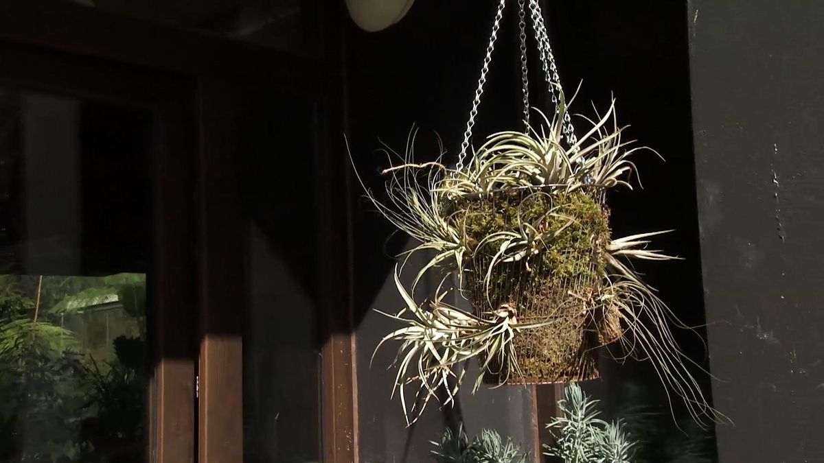 Deco729 jardineria composicion claveles aire xl