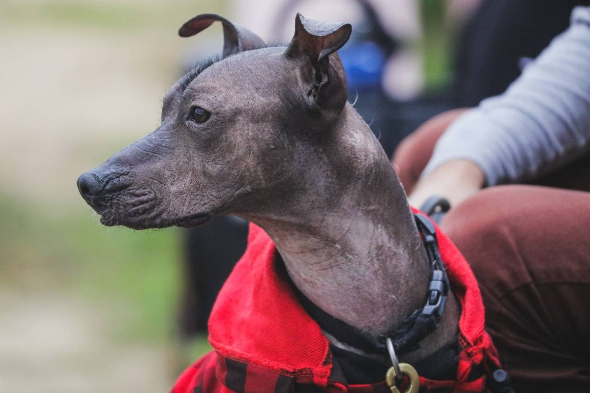 El Xoloitzcuintle es una raza histórica, originaria de México y su característica principal es que apenas posee pelo