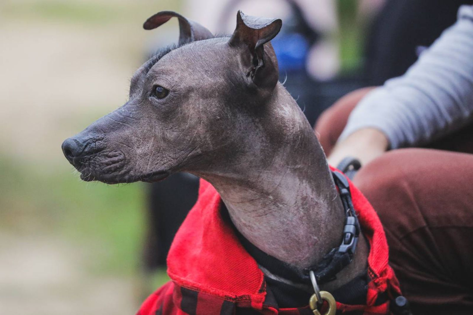 El Xoloitzcuintle es una raza histórica, originaria de México y su característica principal es que apenas posee pelo