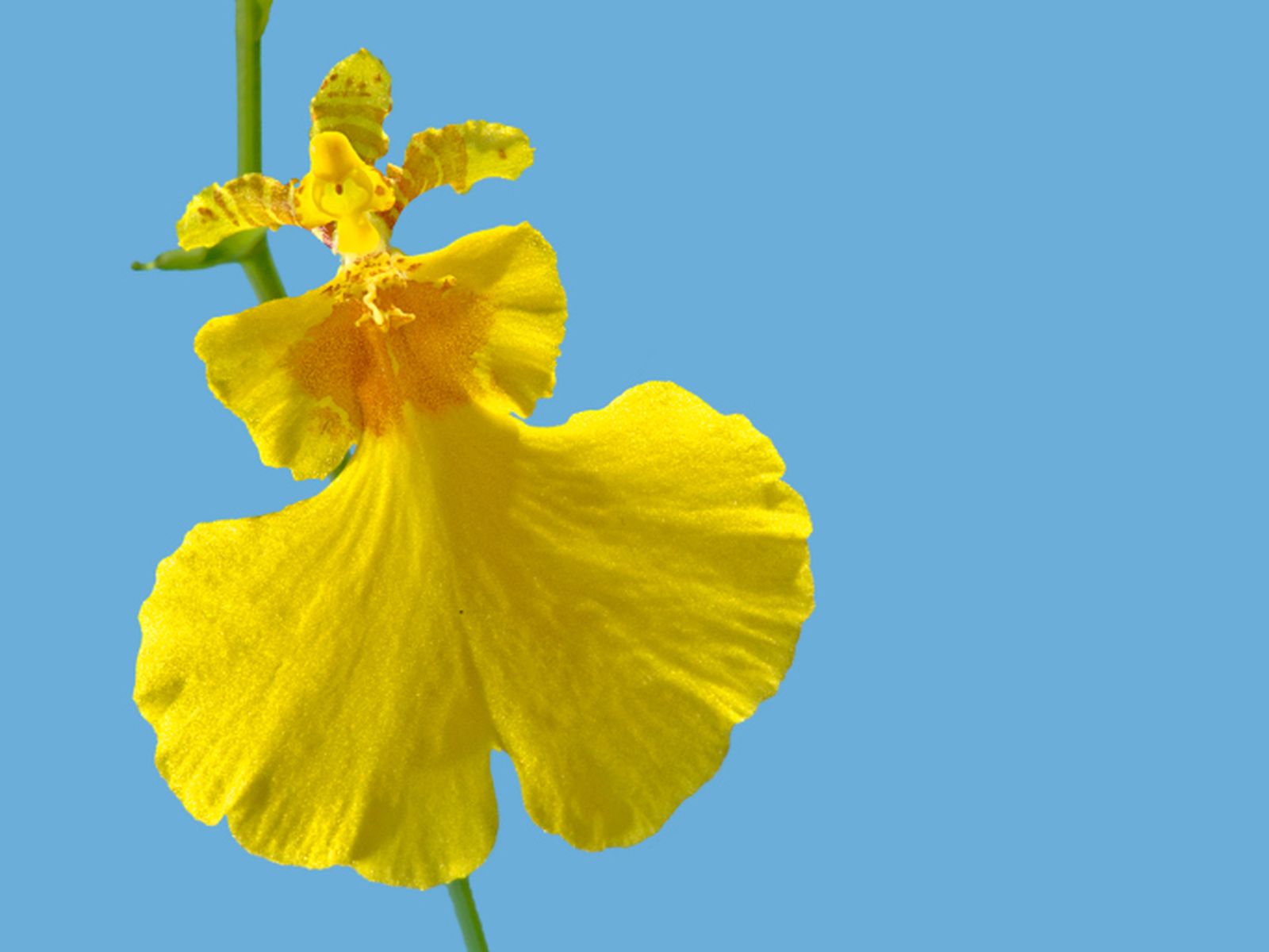 Orquídeas de flor amarilla