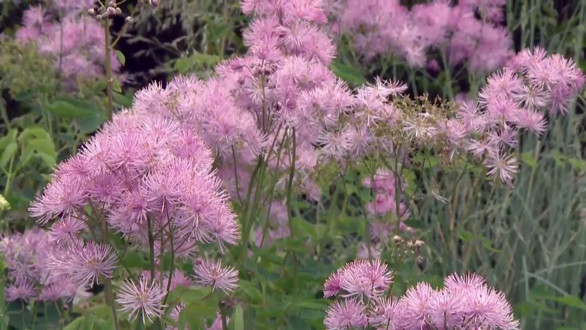 deco 0700 jardineria talictrum flor