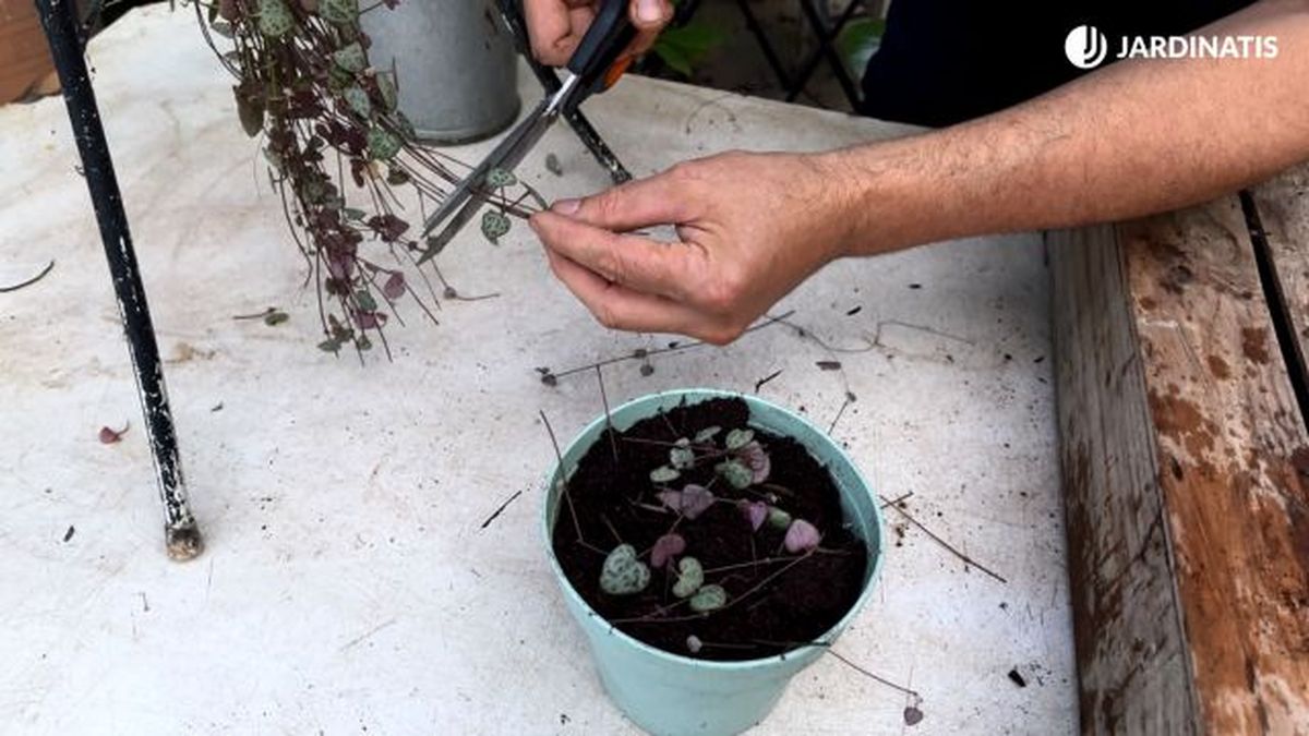 reproducir ceropegia woodii jardinatis 23 36.