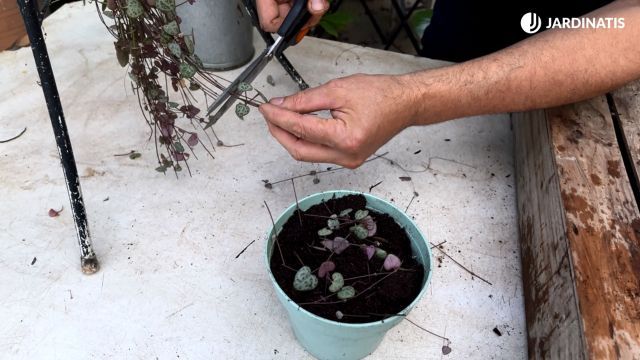 reproducir ceropegia woodii jardinatis 23 36.