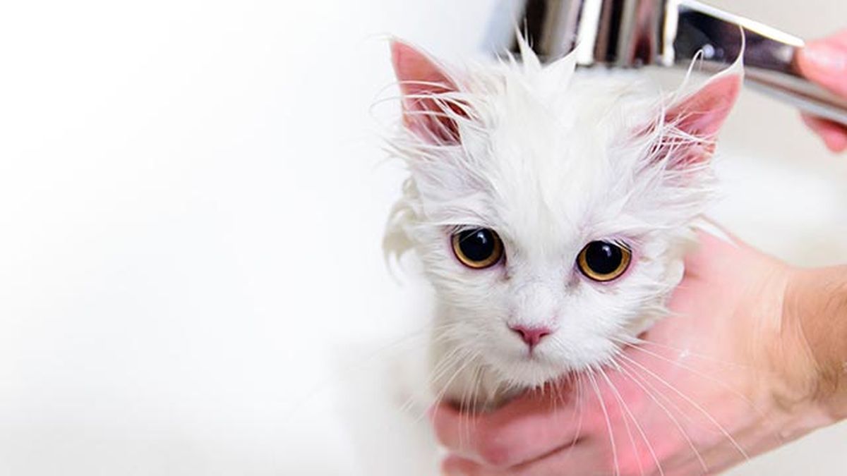 10 fotos de gatos mojados 9